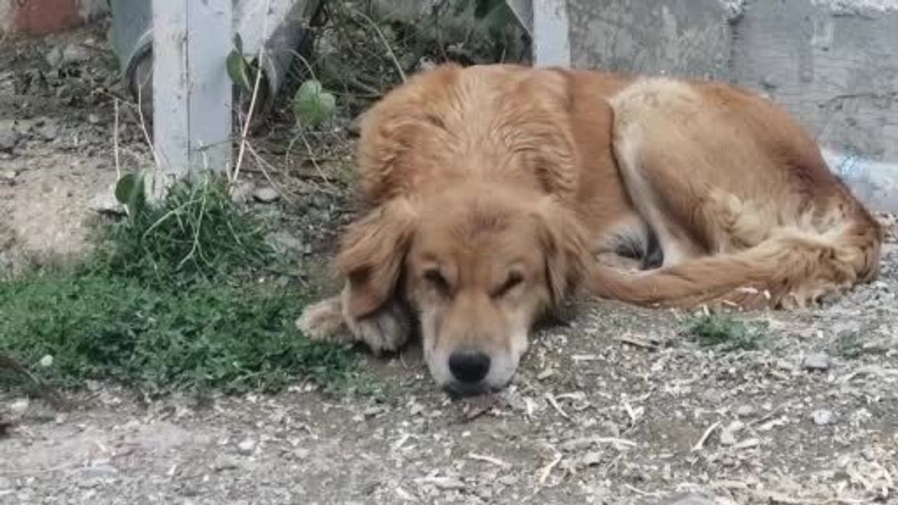 Isparta’da Köpek Ölümleri Üzerine Valilik İnceleme Başlattı