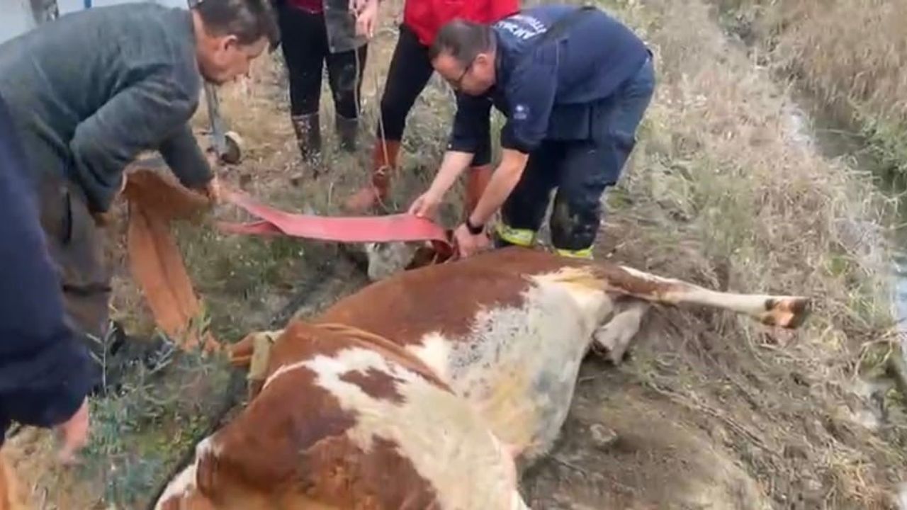 İtfaiye, Su Kanalına Düşen İneği Kurtardı