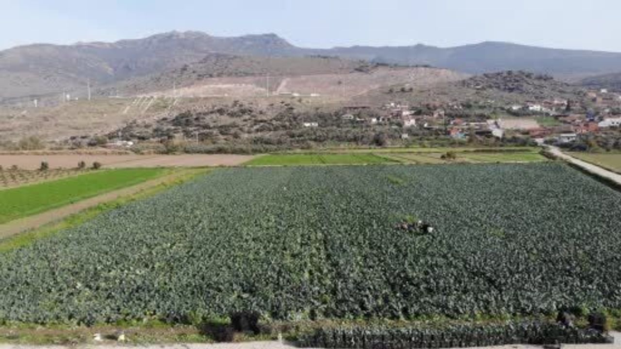 İzmir'de Brokoli Hasadında 'Yeşil Altın' Dönemi