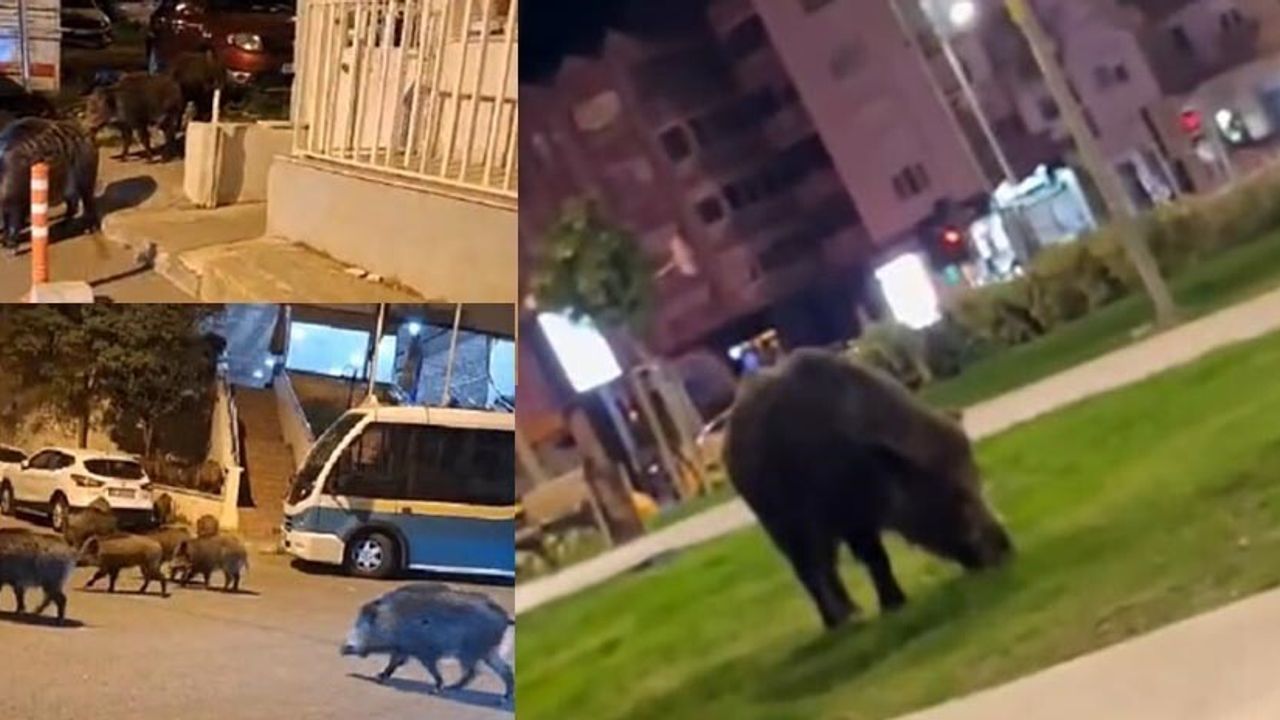 İzmir'de Yaban Domuzları Sokaklarda Görüntülendi
