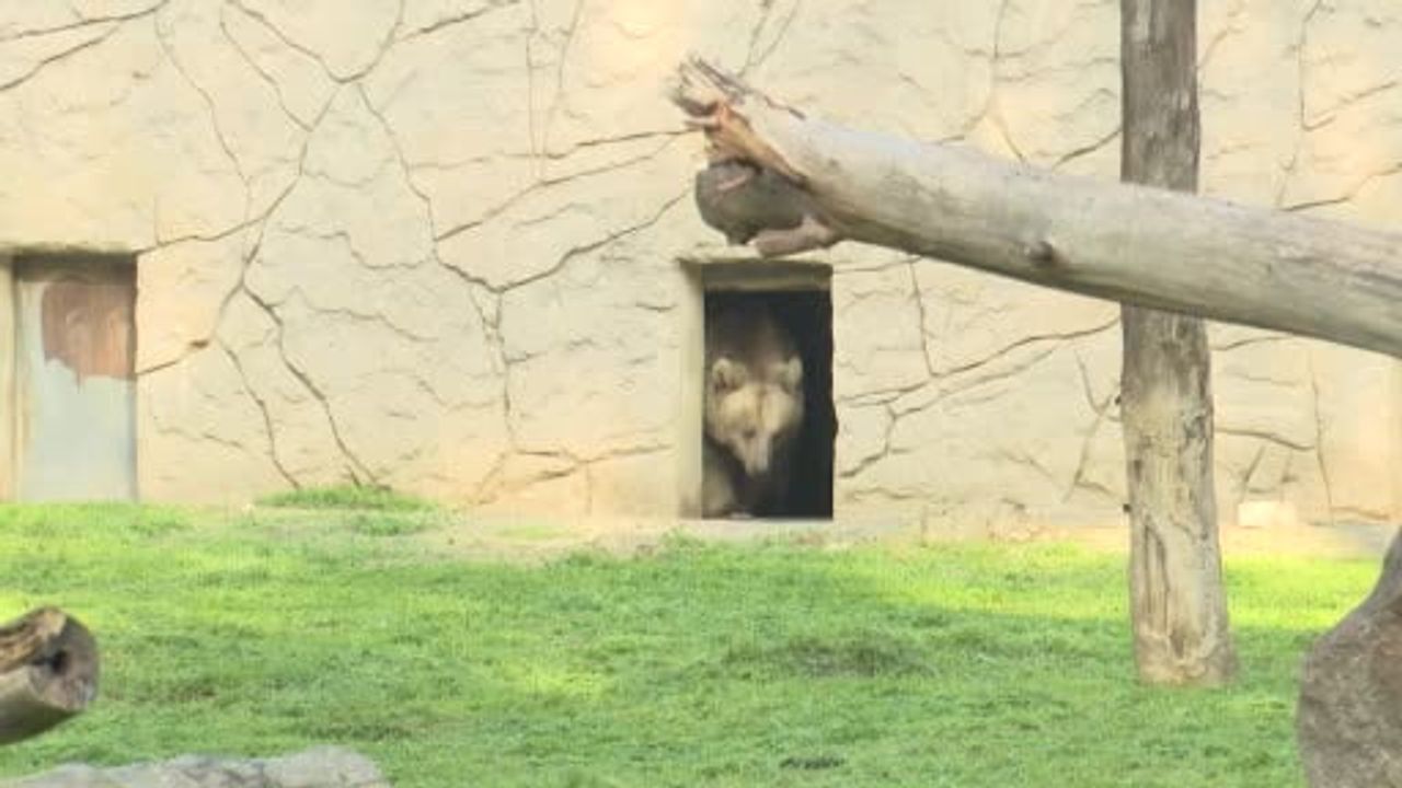 İzmir Doğal Yaşam Parkı'na Siyah Jaguar ve Boz Ayı Ekleniyor