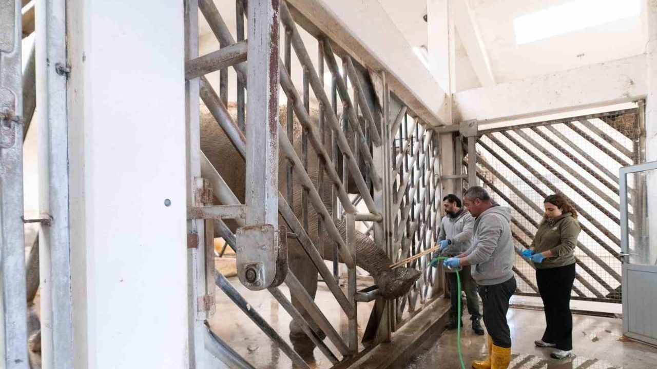 İzmir Doğal Yaşam Parkı'ndaki Asya Fillere Özel Ayak Bakımı