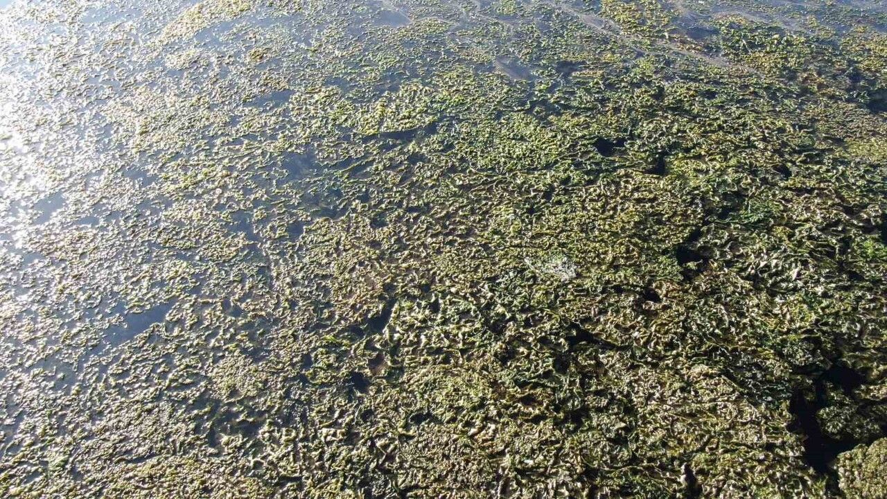 İzmir Körfezi’nde Deniz Marulu Problemi