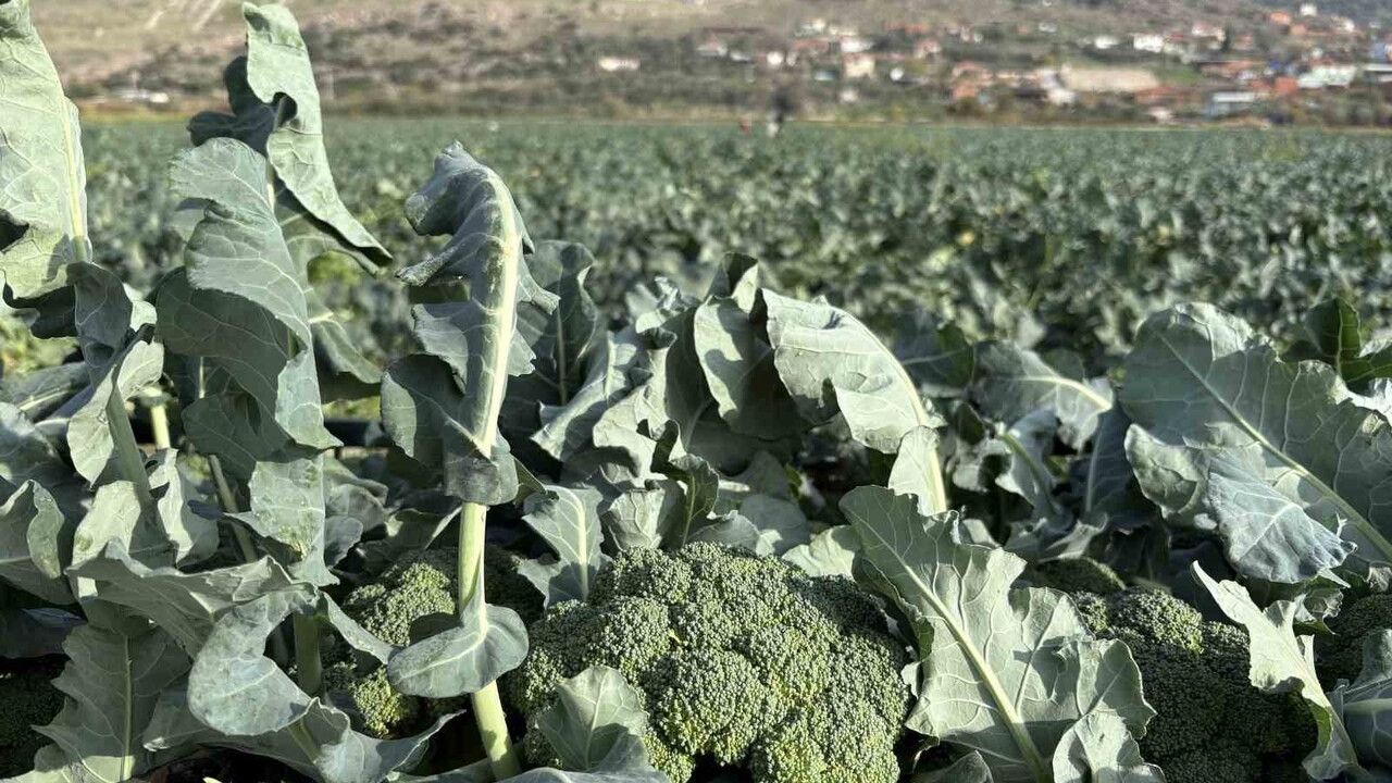 İzmir Menemen Ovası'nda Brokoli Hasadı Başladı