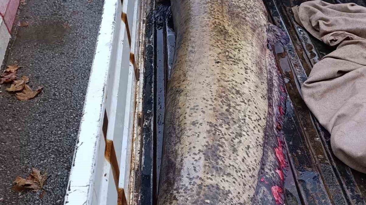 İznik’te Dev Yayın Balığı Yakalandı