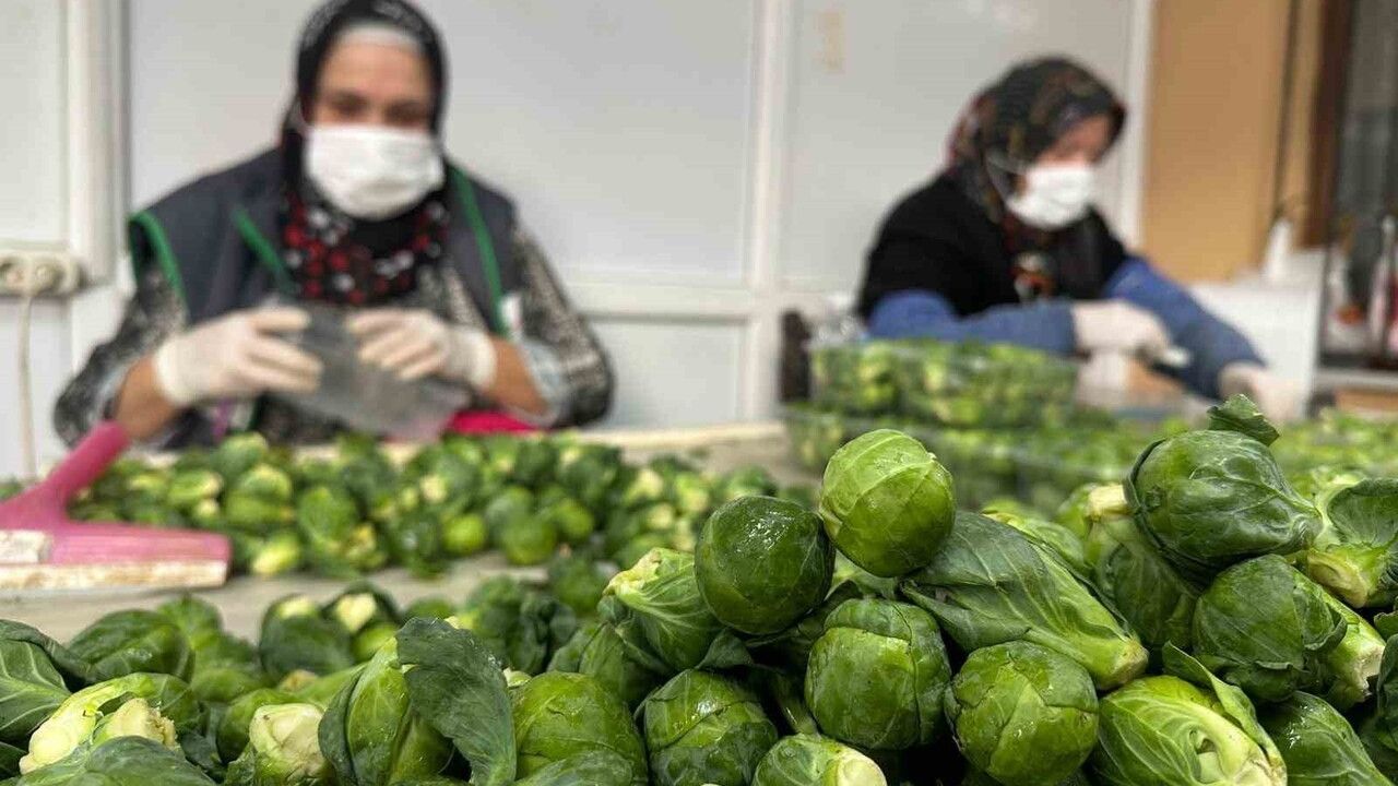 İznik'ten Dünya'ya: Brüksel Lahanası İhracatı