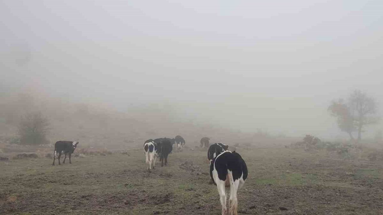 Jandarma, Kaybolan Büyükbaş Hayvanları Buldu