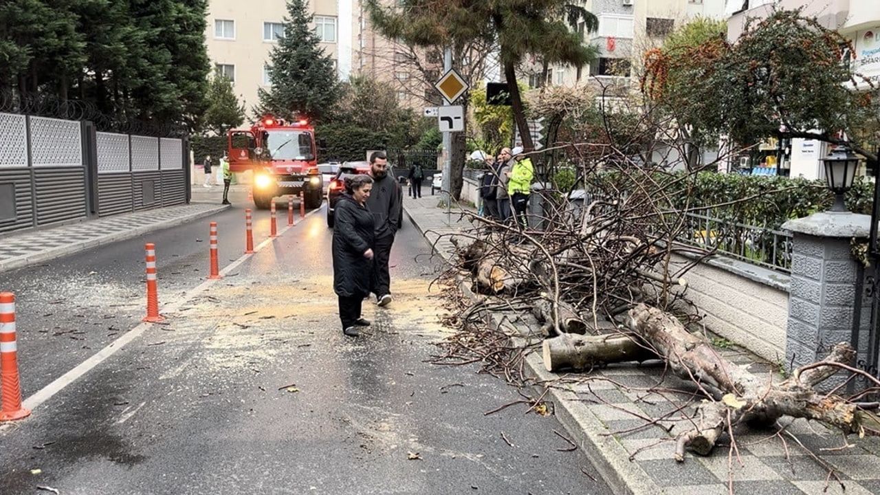 Kadıköy'de Devrilen Ağaç Paniği