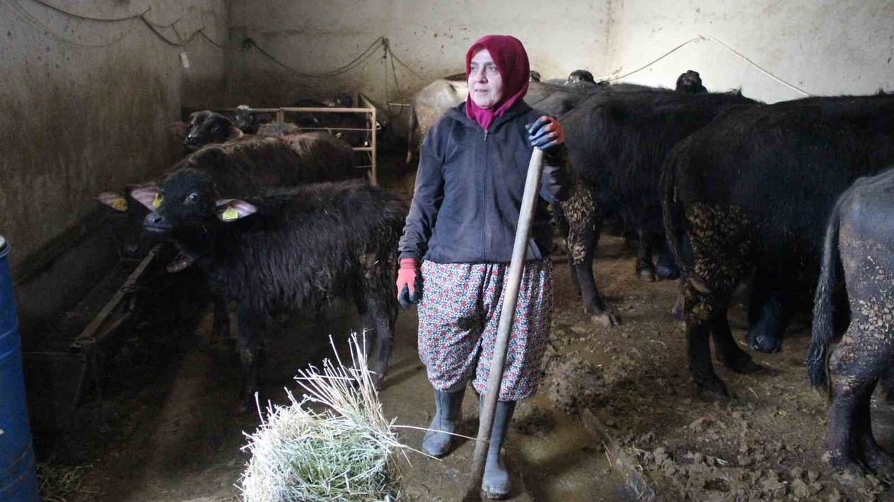 Kadın Girişimcinin Başarı Hikayesi: Manda Yetiştiriciliği ve Büyüme Hedefleri