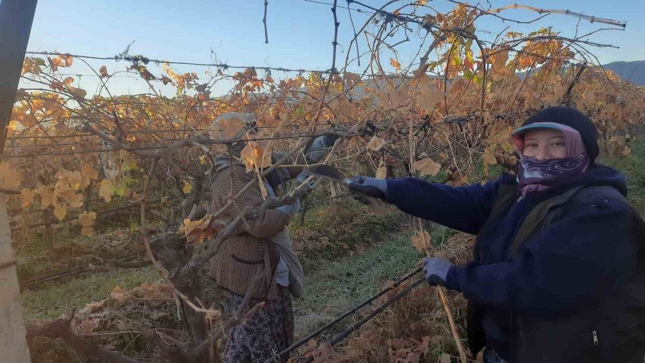Kadın Tarım İşçileri Üzüm Bağlarında Yeni İstihdam Alanları Yaratıyor