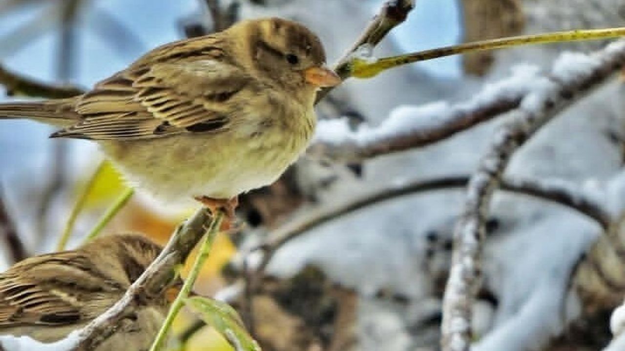 Kahramanmaraş'ta Yaban Hayatı Gözlemi: Genç Doğa Tutkunu