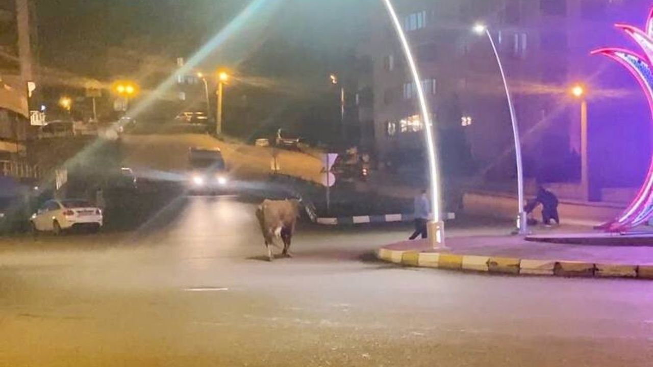 Karabük'te Caddeye Çıkan Büyükbaş Hayvanlar Trafiği Tehdit Etti