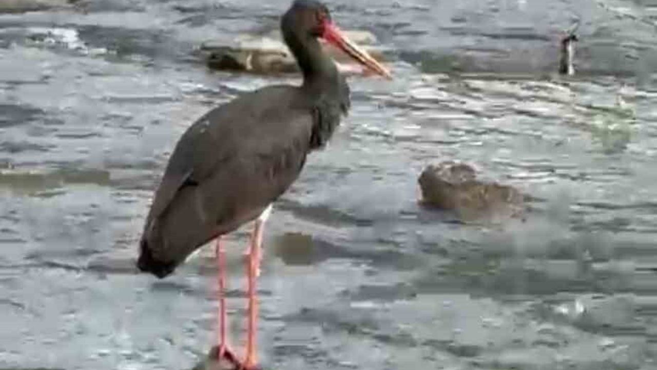 Karabük'te Nadir Görülen Kara Leylek Görüntülendi