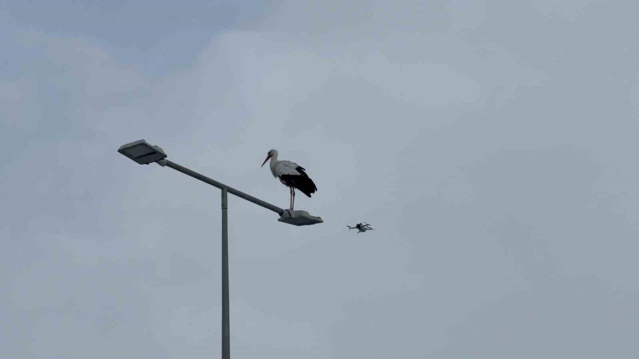 Karabük'ün İkonu Leylek Dronla Görüntülendi