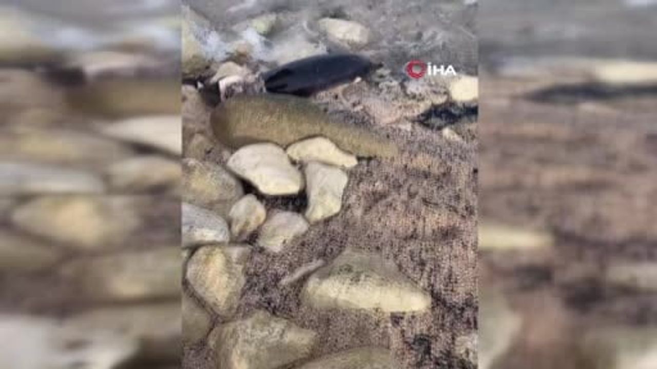 Karaburun Sahili'nde Yunus Ölümü Alarmı