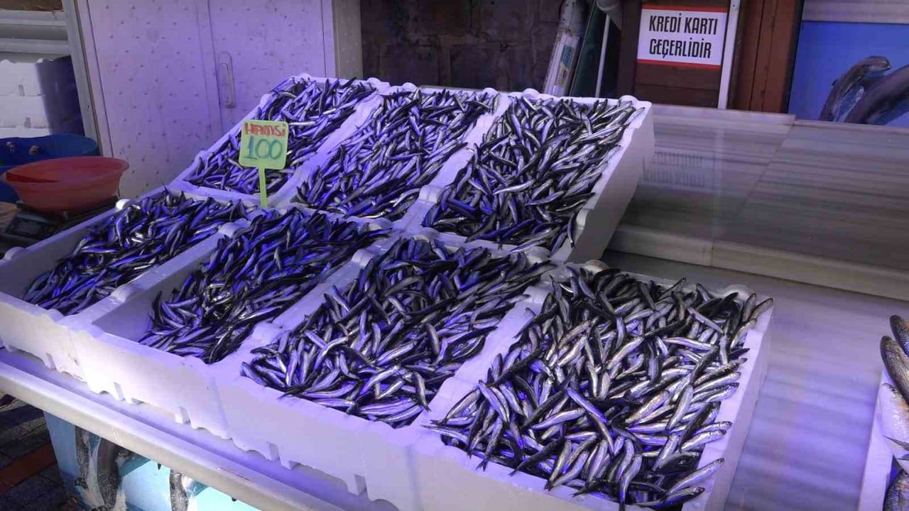 Karadeniz'de Hamsi Tehlikesi: Gelecek Pessimist Senaryolar