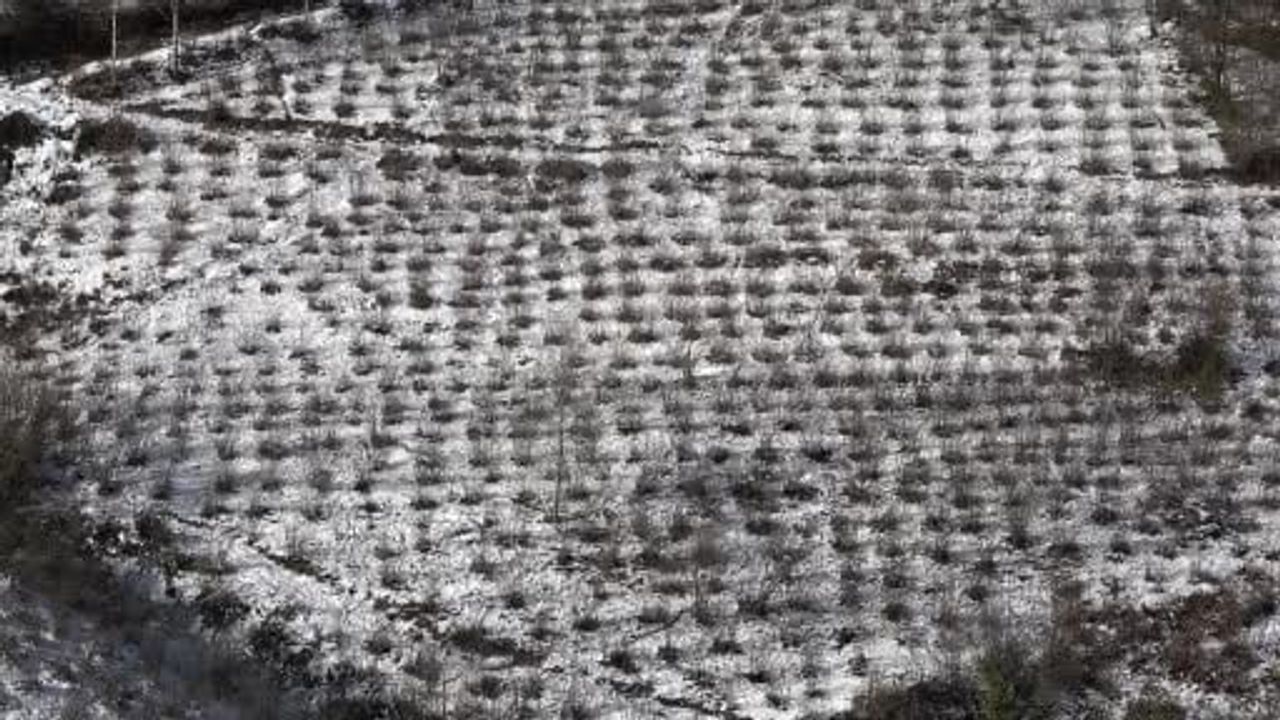 Karadeniz'deki Kar Yağışı Tarım Ürünlerine İyi Geldi