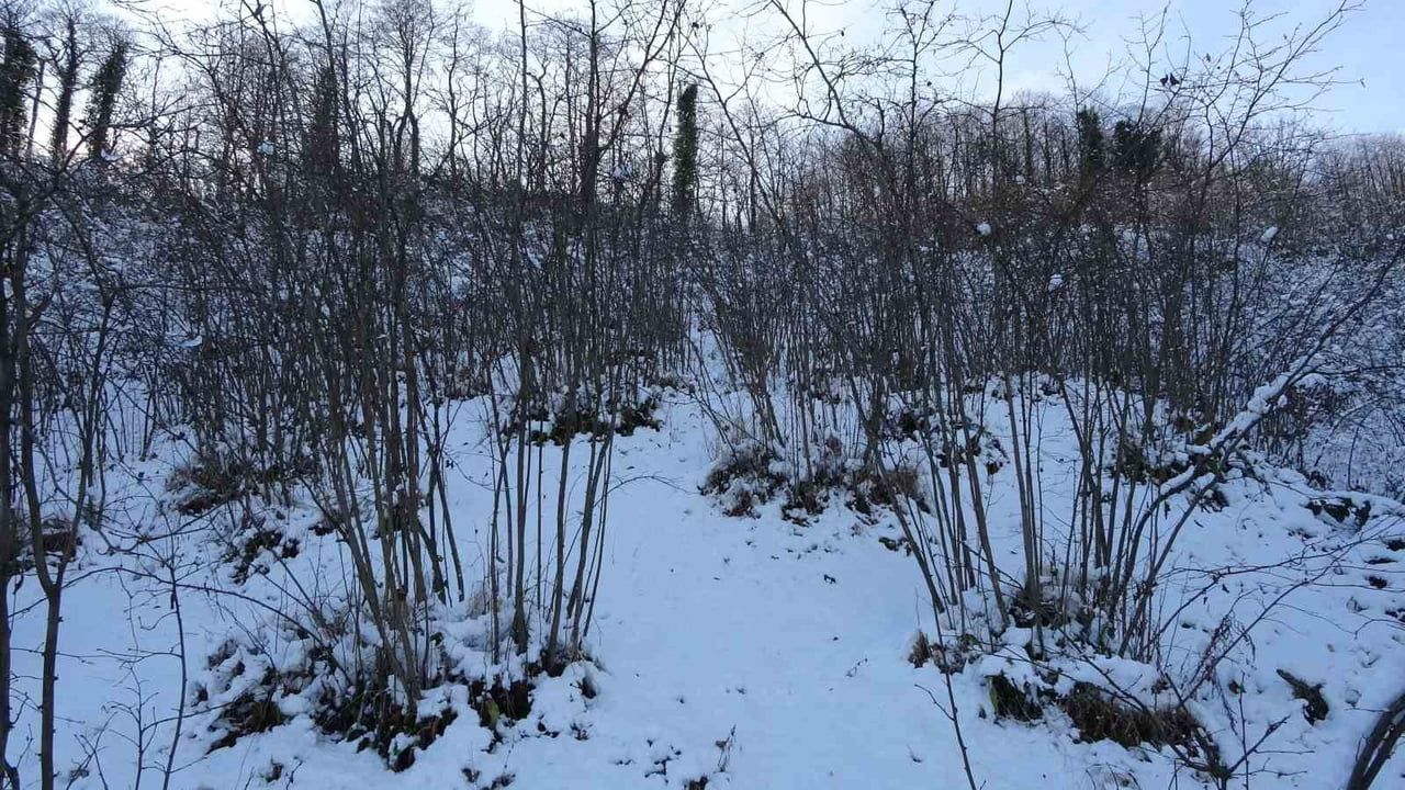 Karadeniz'deki Kar Yağışı Tarım Ürünlerine Olumlu Etki Sağladı