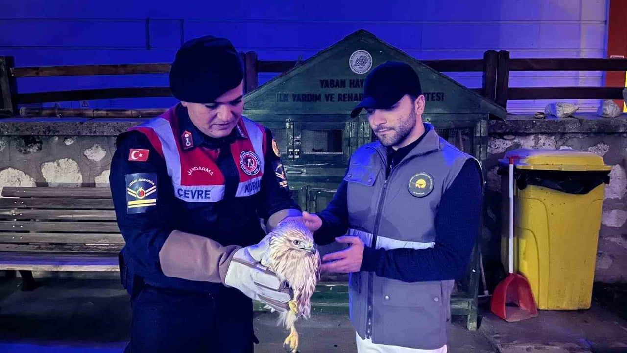 Karaman'da Kızıl Şahin Koruma Altına Alındı