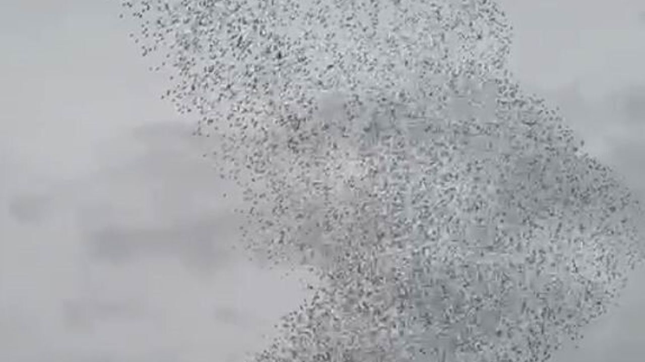 Karapınar'da Sığırcık Kuşlarının Görsel Şöleni