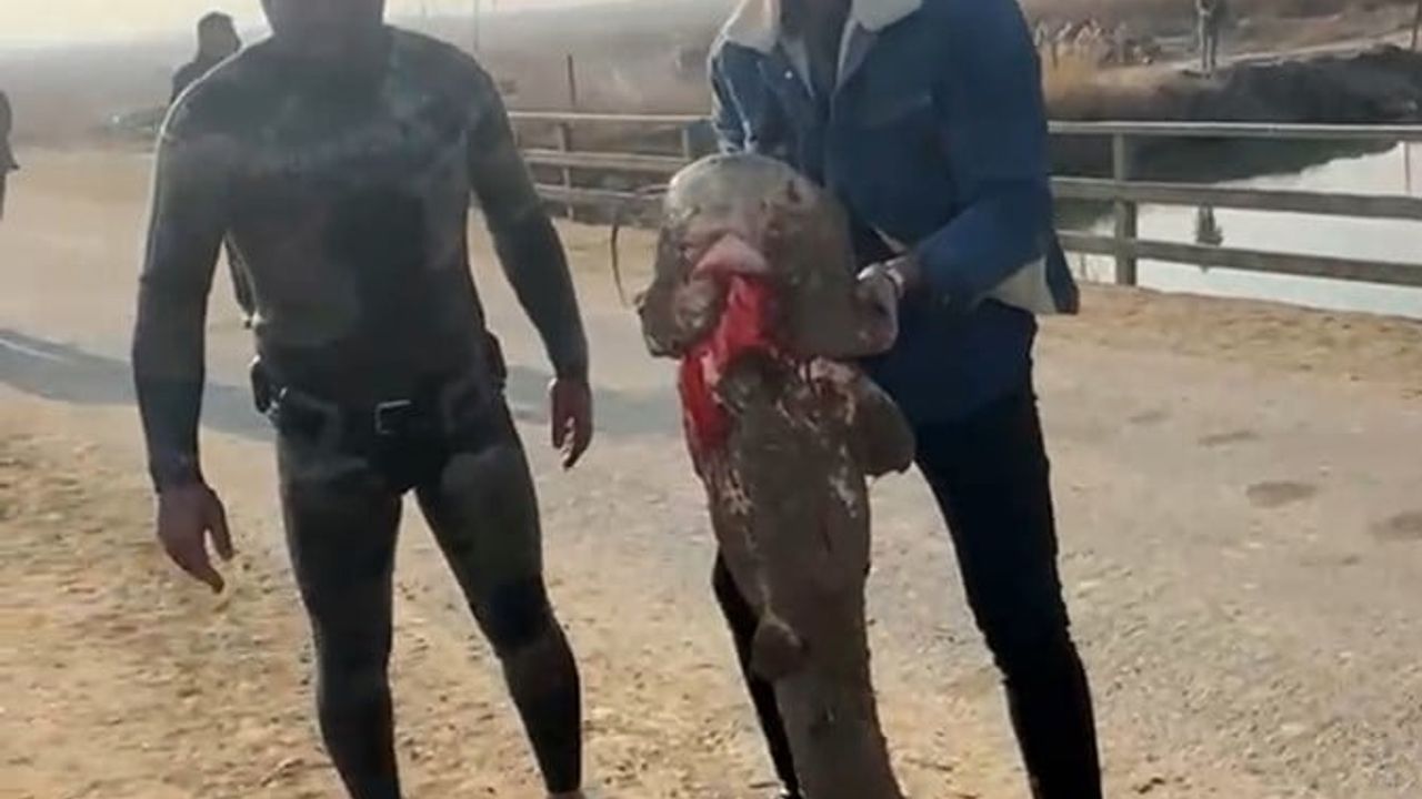 Karasu Çayı'nda Çıplak Elle Balık Avlama Deneyimi