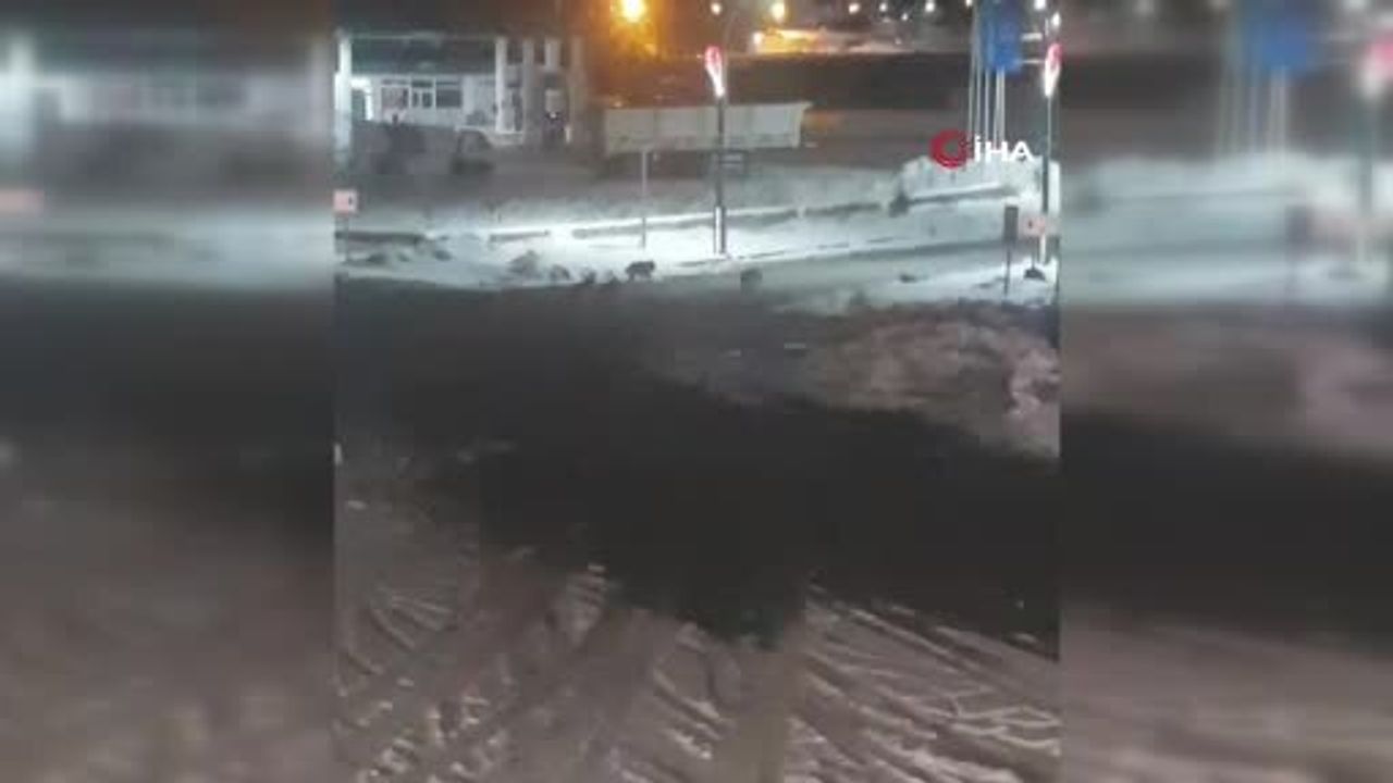 Karayazı'da Kurt Alarmı: Vatandaşlar Tedirgin