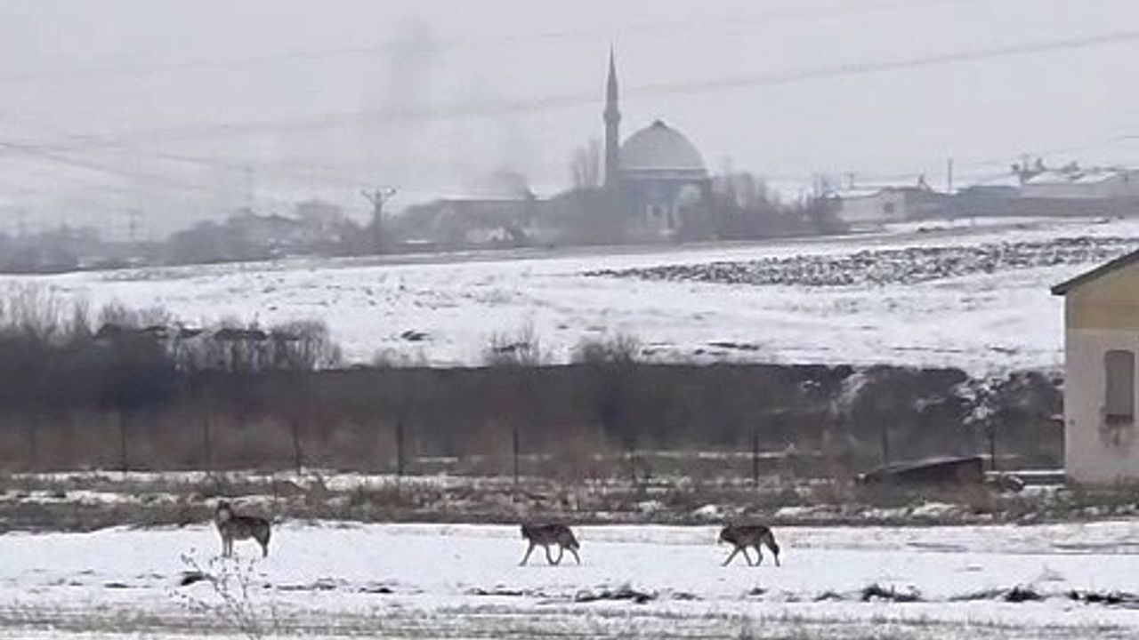 Kars'ta Aç Kalan Kurt Sürüsü Şehir Merkezini Bastı