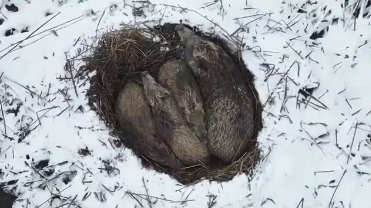 Kars'ta Dondurucu Soğukta Domuz Ailesinin Uyku Anları Çekildi