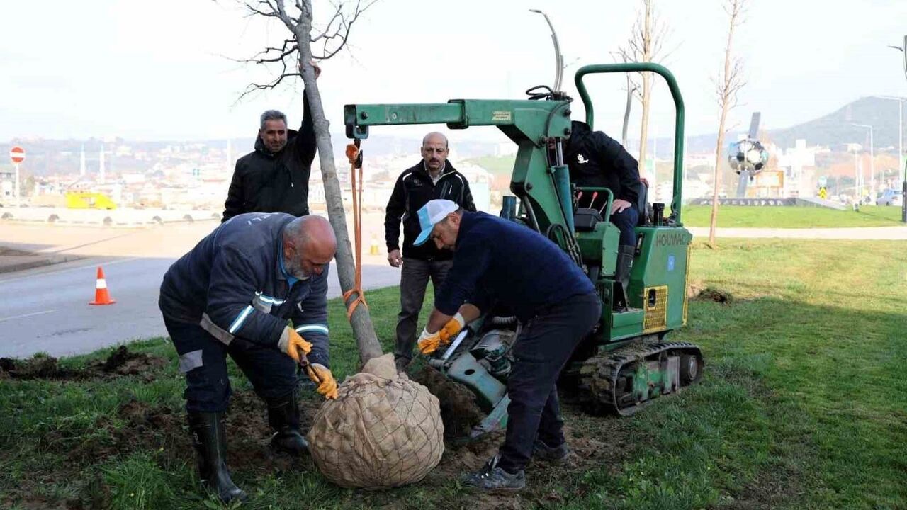 Kartepe Tramvay Hattı Projesinde Ağaçlar Yeniden Yaşatılıyor