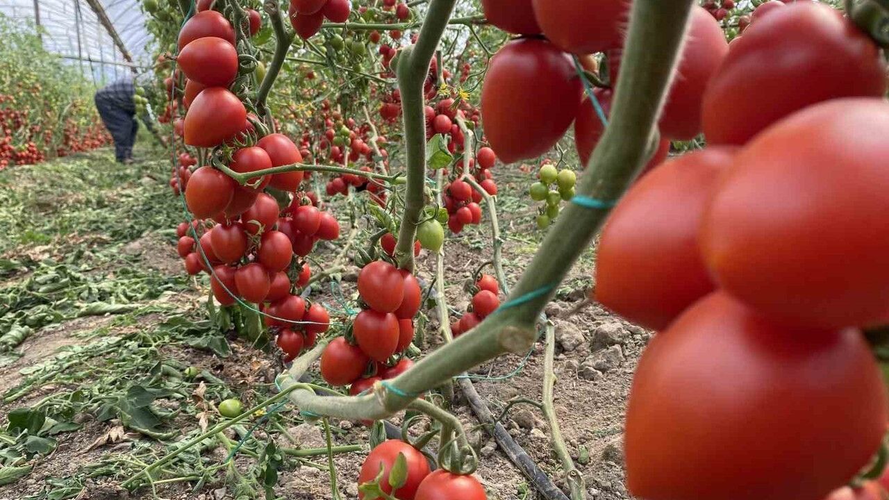 Kasım Ayında Domates ve Sebze Fiyatlarında Düşüş Yaşandı
