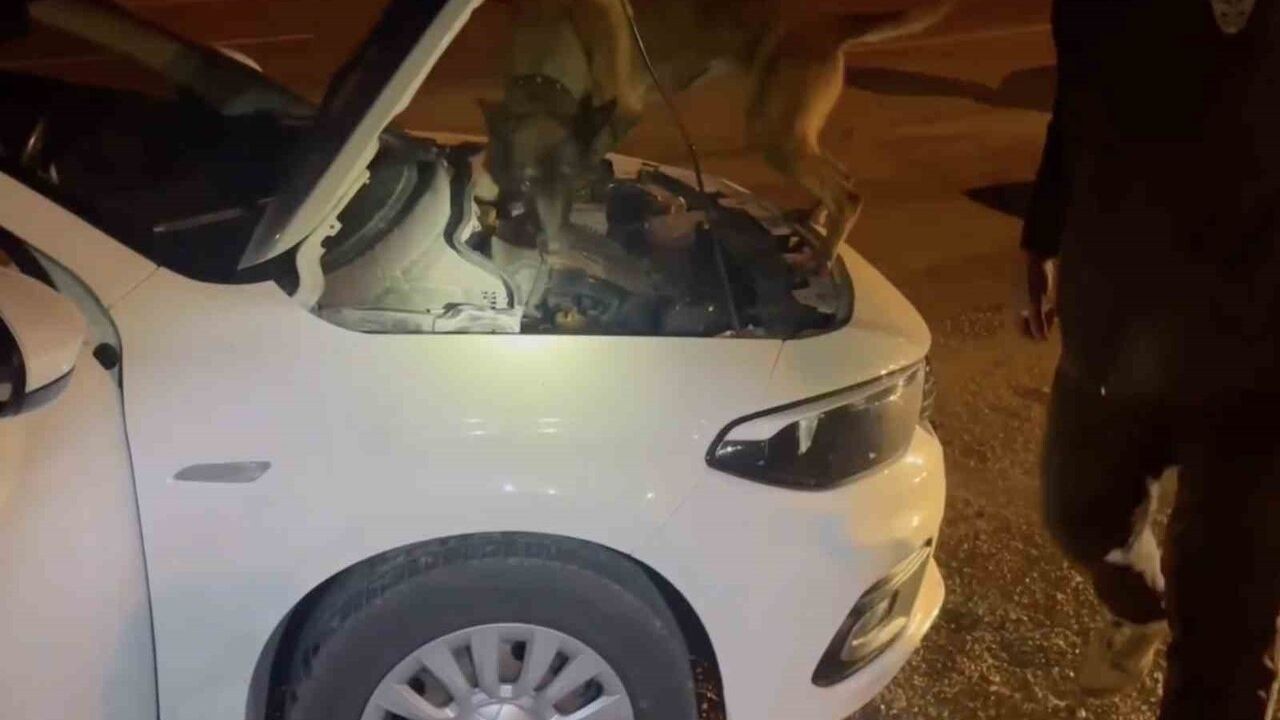 Kastamonu'da Uyuşturucu Operasyonu Başarıyla Sonuçlandı