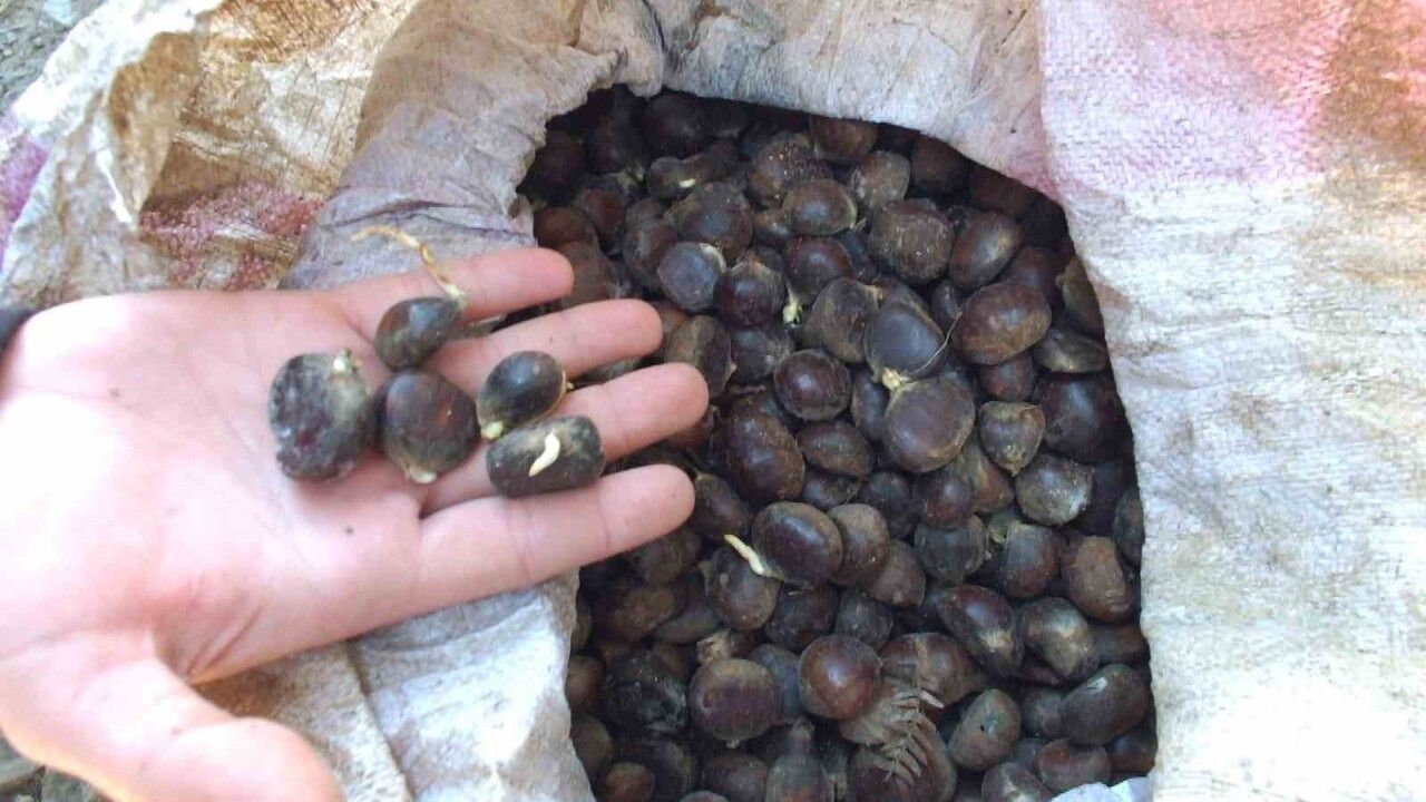 Kazdağları'nda Bal Ormanı Projesi: Üniversite Öğrencilerinin Katkısı