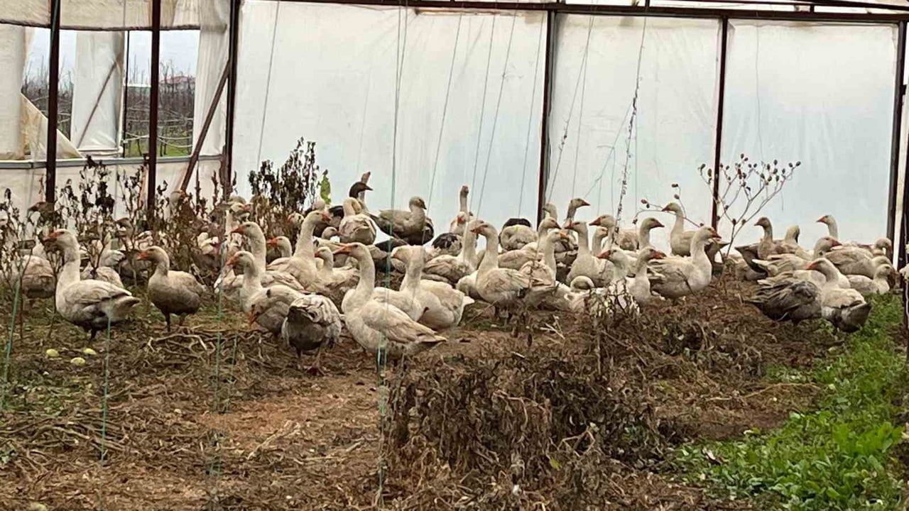 Kazlar Meyve Bahçelerinde Yabani Otla Mücadele İçin Sahaya İndi
