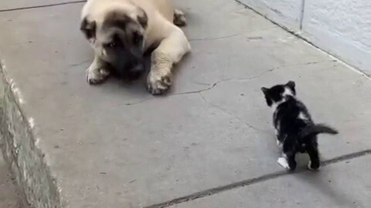 Kedi ve Köpekler Arasındaki Kavga Son Buldu mu?