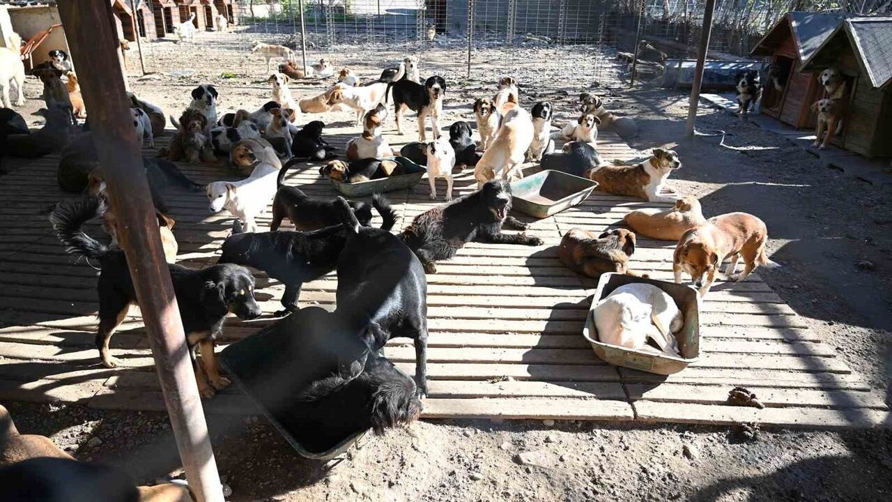 Kemer'de Sokak Hayvanlarına Destek: 227 Kısırlaştırma Yapıldı