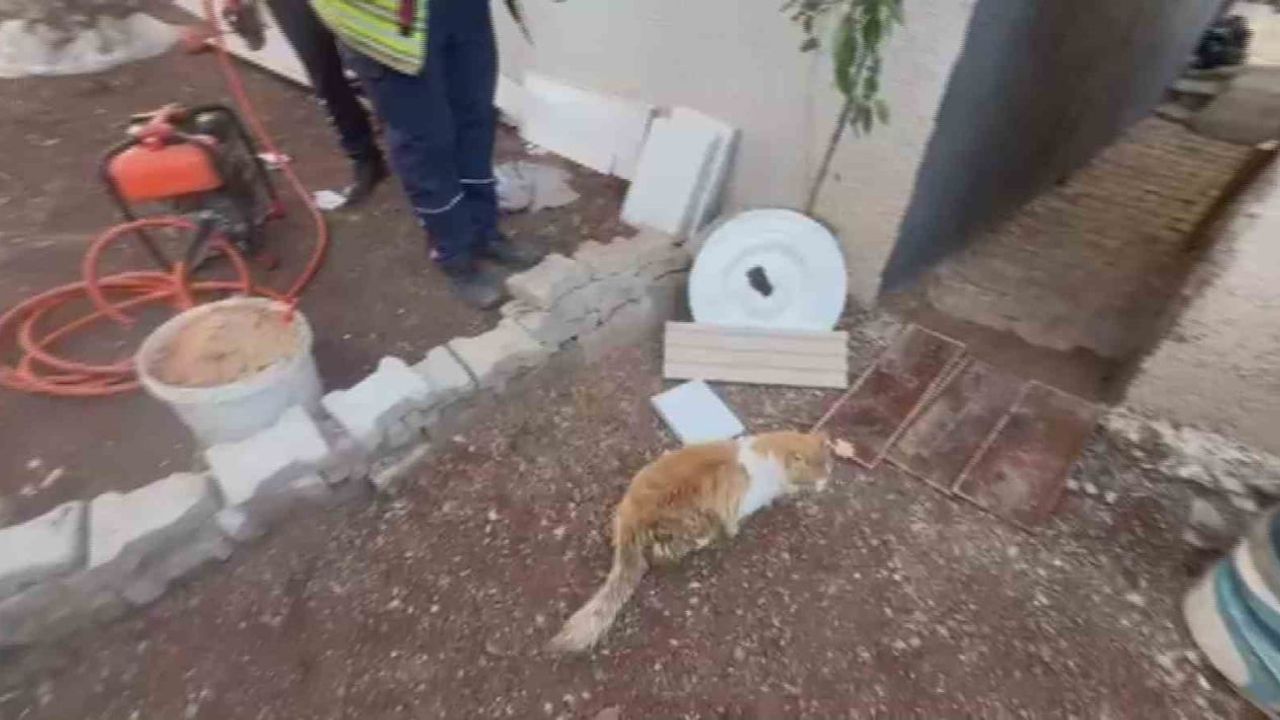 Kırıkhan'da Pencere Korkuluğuna Sıkışan Kedi Kurtarıldı