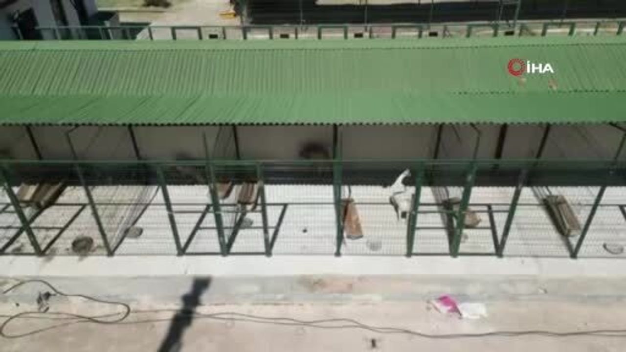 Kırıkları İyileştiren Köpeğe 'Şans' İsimli Yeni Hayat