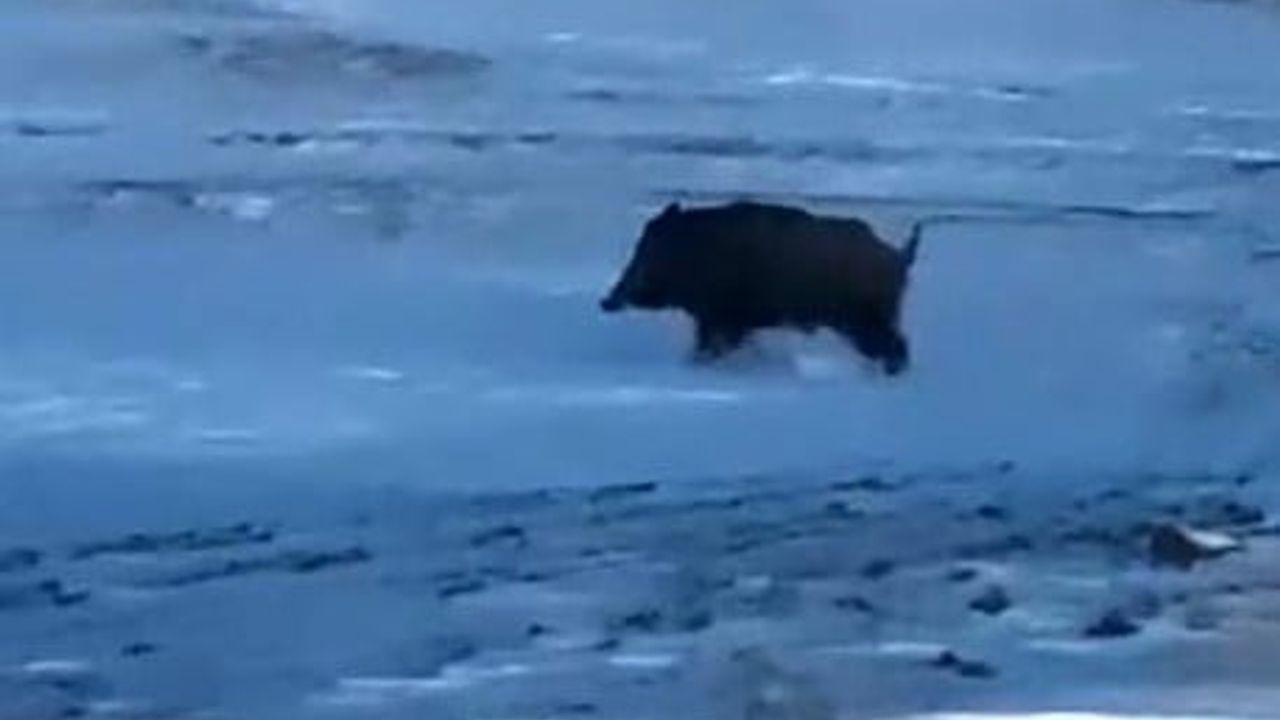 Kırklar Mahallesi'nde Domuz Görüntülendi