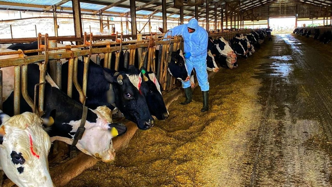 Kırklareli'nde Büyükbaş Hayvan Kontrolleri Devam Ediyor