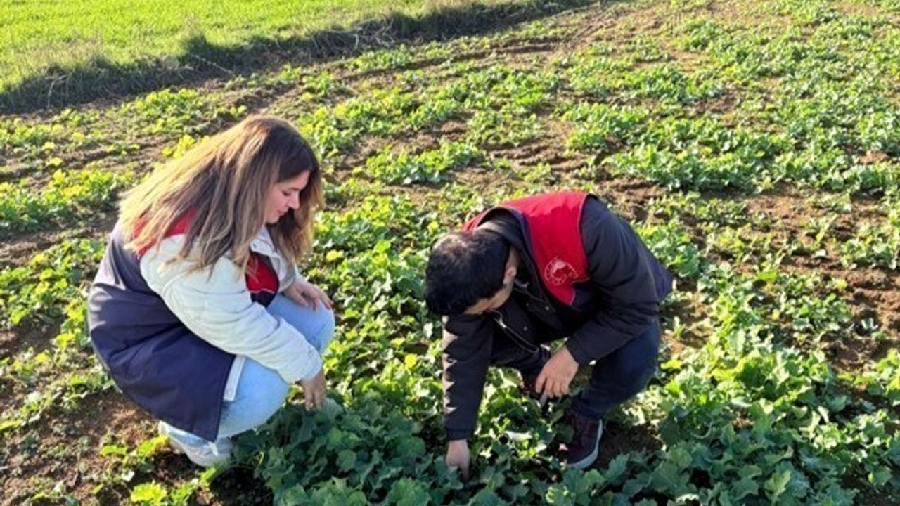 Kırklareli'nde Kanola Gelişimi Üzerine İncelemeler