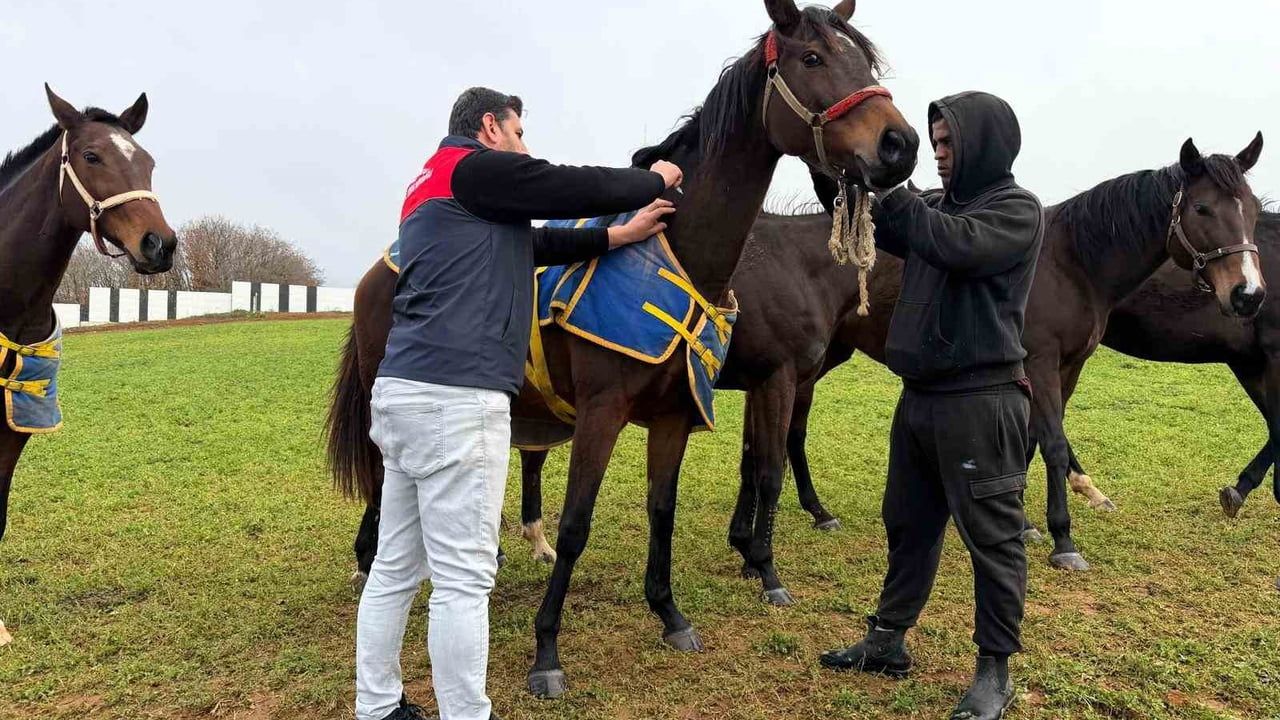 Kırklareli'nde Safkan Atlar Sağlık Kontrolünden Geçti