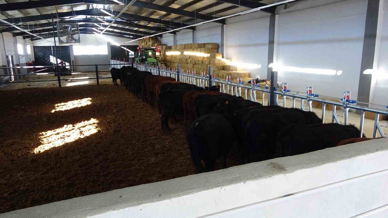 Kırsalda Bereket Hayvancılığa Destek Projesi Önümüzdeki 5 Yıl Boyunca Sürecek