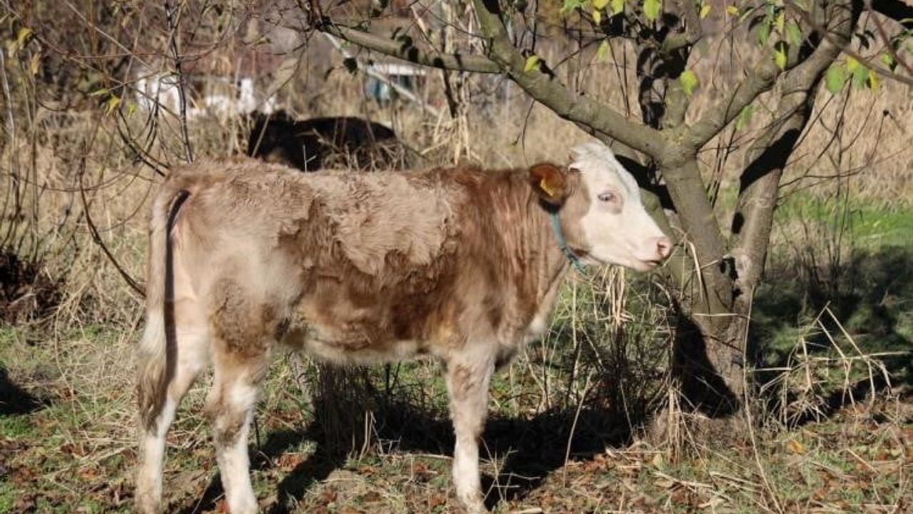 Kırsalda Bereket Projesi ile Büyükbaş Destekleri Artıyor
