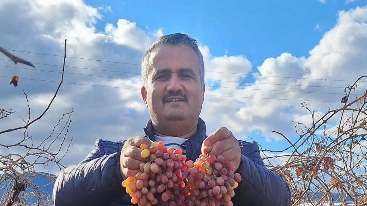 Kış Aylarında Taze Kalabilen Crimson Üzümü