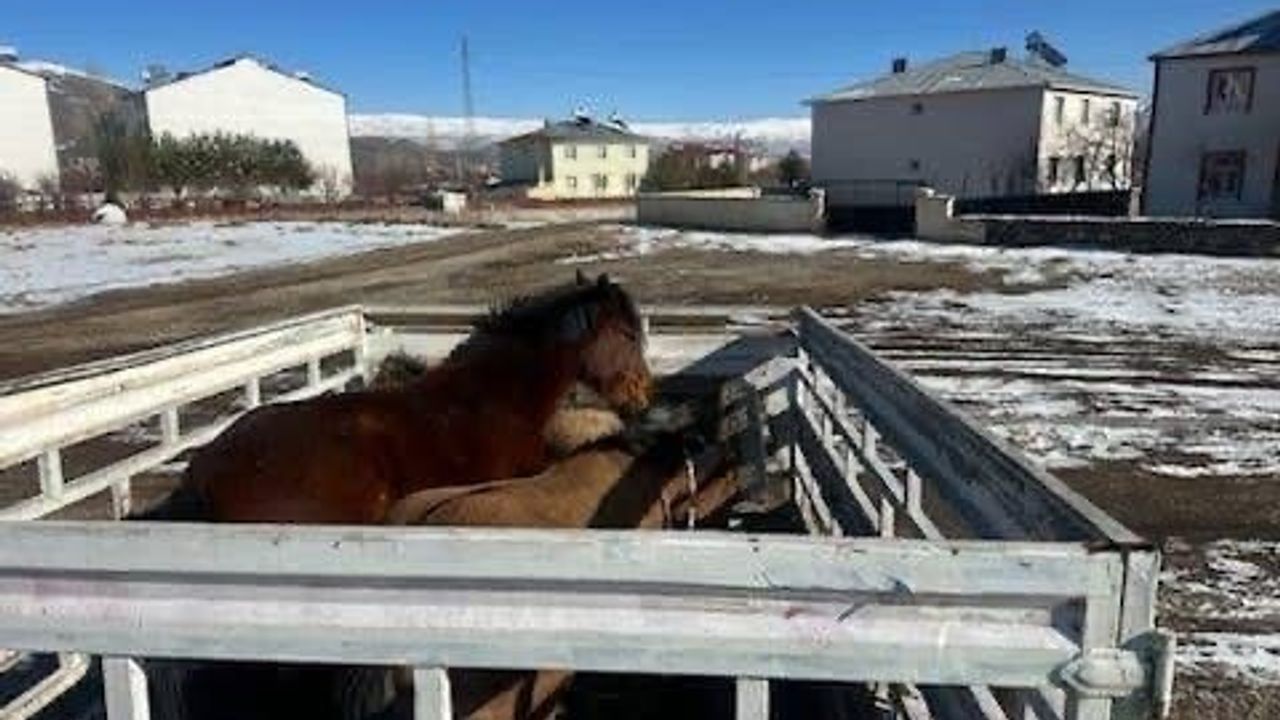 Kış Öncesi Hayvan Toplama Çalışmaları