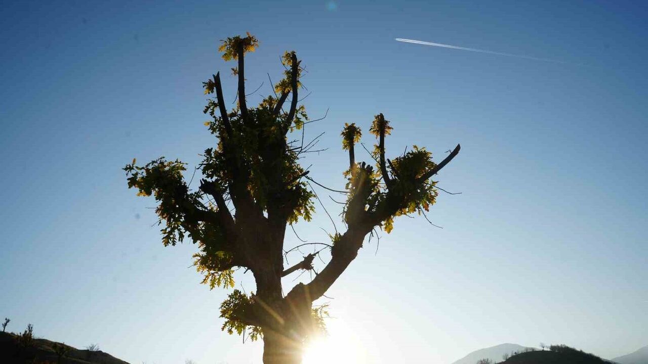 Kış Ortasında Yeşeren Meşe Ağaçları Köylüleri Şaşırttı
