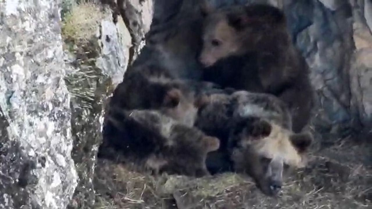 Kış Uykusuna Hazırlanan Ayı Ailesi Görüntülendi