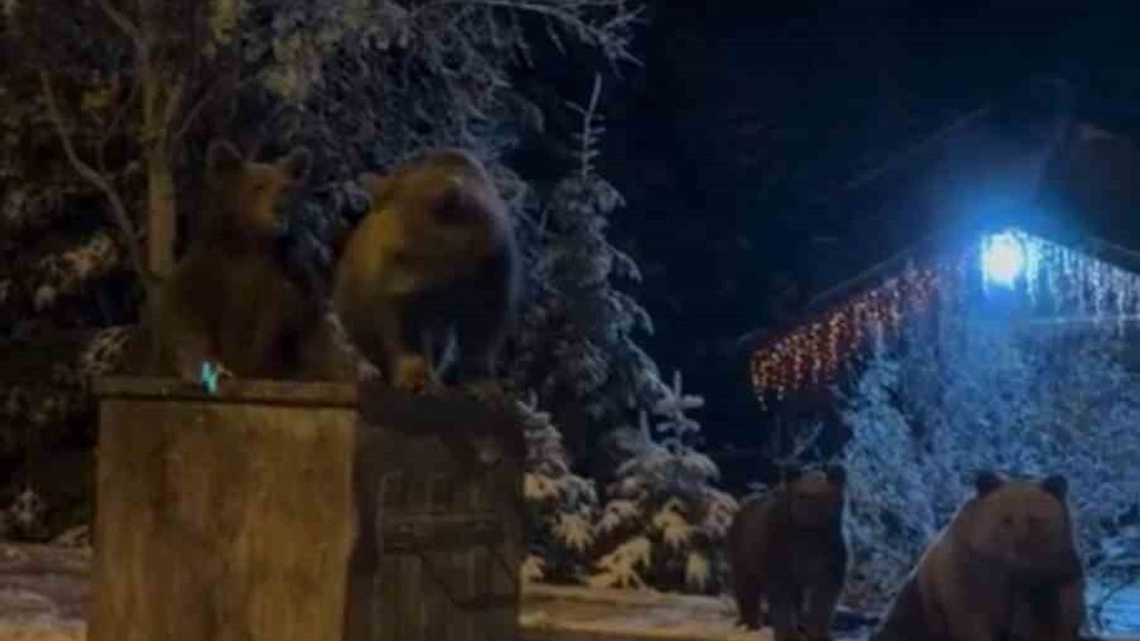 Kış Uykusuna Yatmayan Ayılar Uludağ'da Görüntülendi