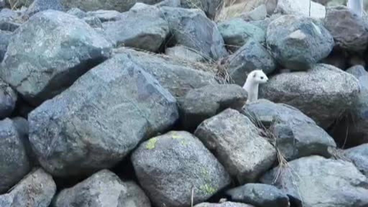 Kışın Gelincik Renk Değişimi