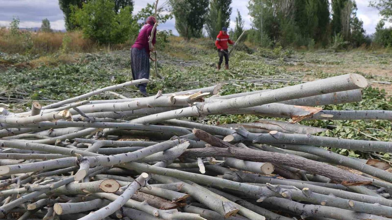 Kışın Yakıtı Odun, Erzincan Kırsalında Zor Günler